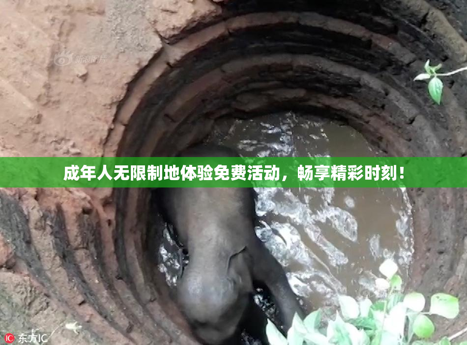 成年人无限制地体验免费活动，畅享精彩时刻！