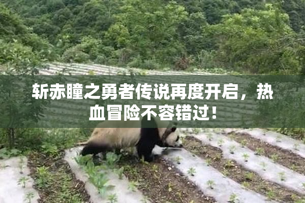 斩赤瞳之勇者传说再度开启，热血冒险不容错过！