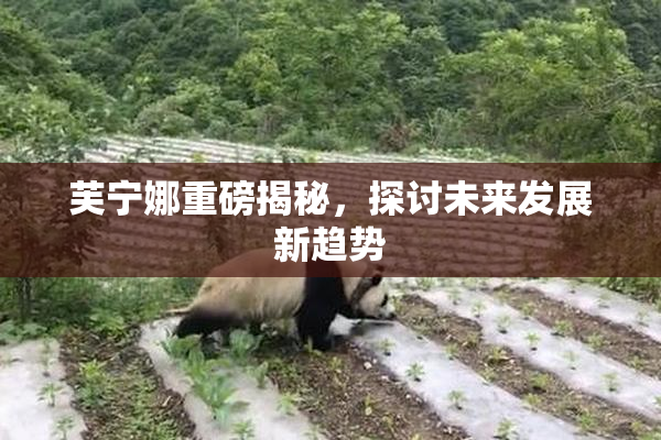 芙宁娜重磅揭秘，探讨未来发展新趋势