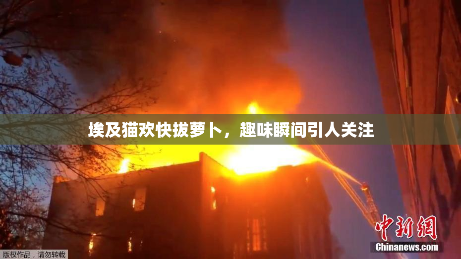 埃及猫欢快拔萝卜，趣味瞬间引人关注