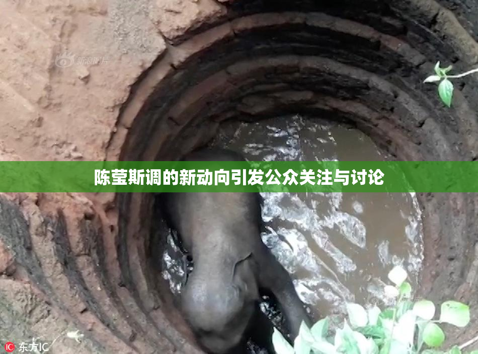 陈莹斯调的新动向引发公众关注与讨论