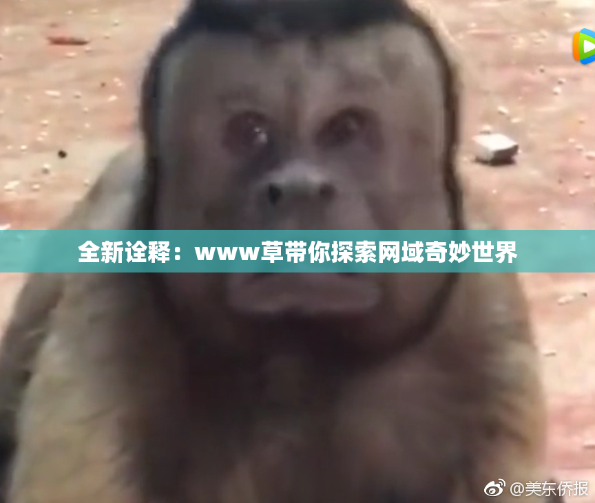 全新诠释：www草带你探索网域奇妙世界