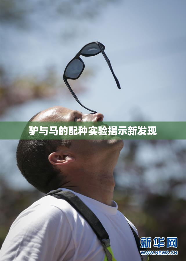 驴与马的配种实验揭示新发现