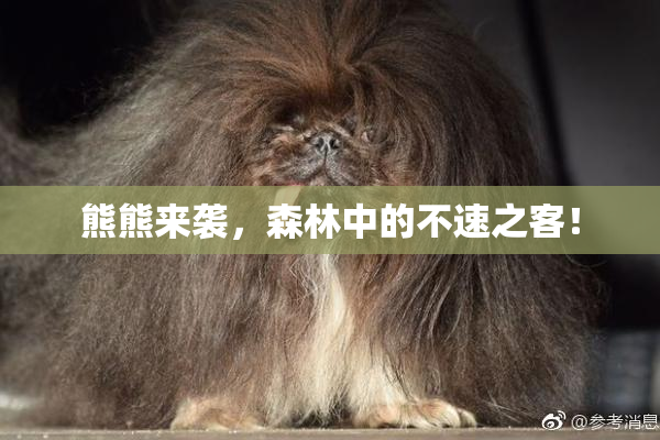 熊熊来袭，森林中的不速之客！