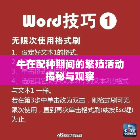 牛在配种期间的繁殖活动揭秘与观察