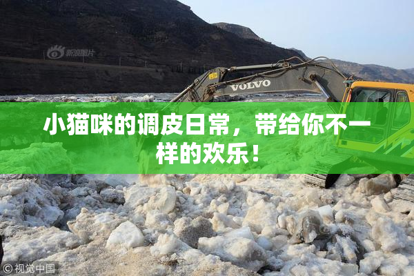 小猫咪的调皮日常，带给你不一样的欢乐！