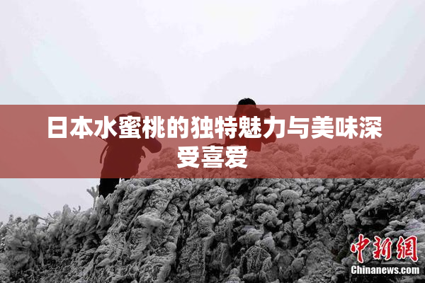 日本水蜜桃的独特魅力与美味深受喜爱