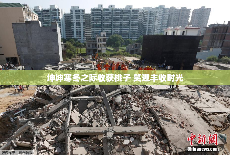 坤坤寒冬之际收获桃子 笑迎丰收时光