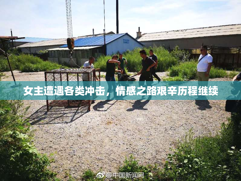 女主遭遇各类冲击，情感之路艰辛历程继续