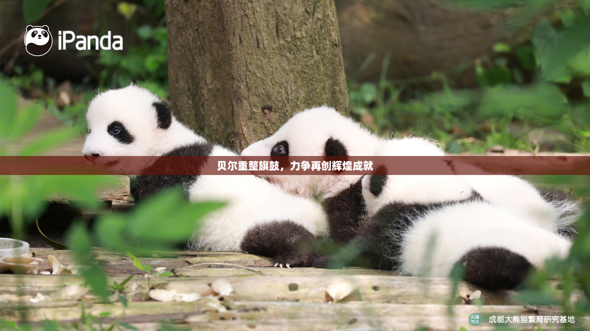 贝尔重整旗鼓，力争再创辉煌成就