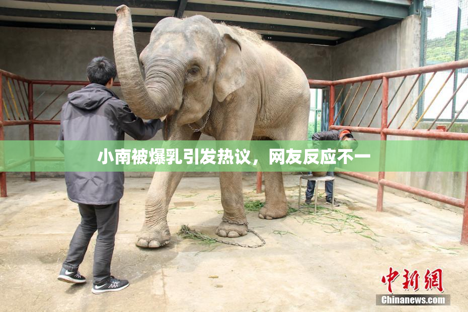 小南被爆乳引发热议，网友反应不一