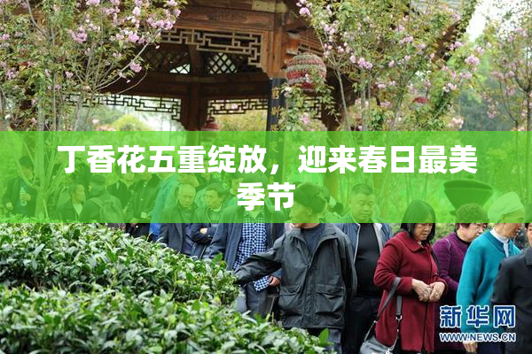 丁香花五重绽放，迎来春日最美季节