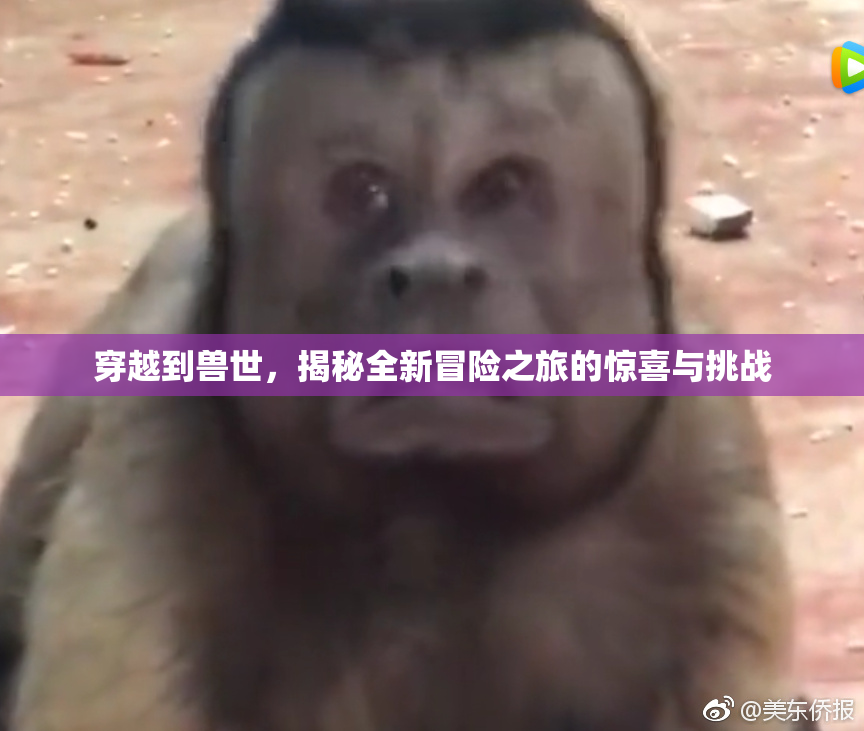 穿越到兽世，揭秘全新冒险之旅的惊喜与挑战