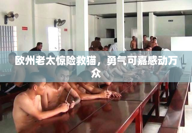 欧州老太惊险救猫，勇气可嘉感动万众