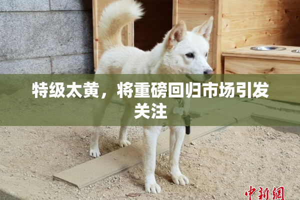 特级太黄，将重磅回归市场引发关注