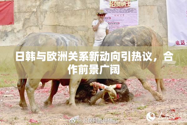 日韩与欧洲关系新动向引热议，合作前景广阔
