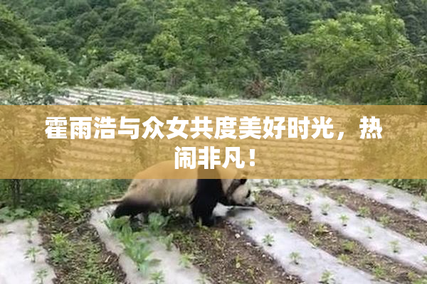 霍雨浩与众女共度美好时光，热闹非凡！