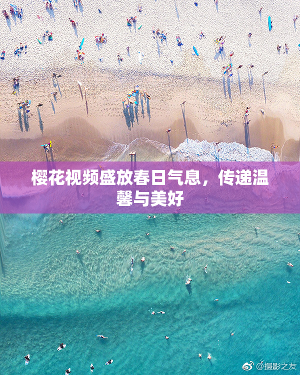樱花视频盛放春日气息，传递温馨与美好