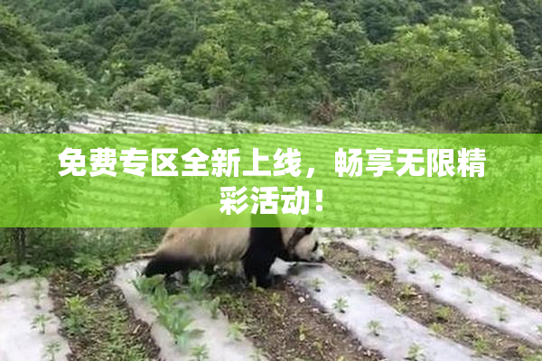 免费专区全新上线，畅享无限精彩活动！