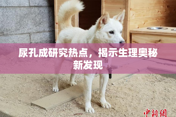 尿孔成研究热点，揭示生理奥秘新发现