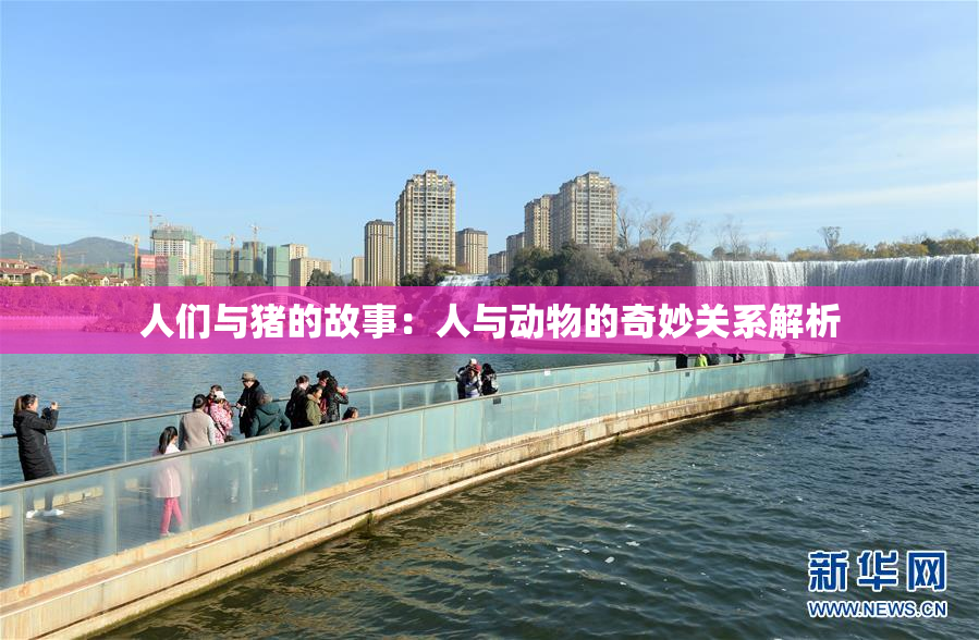 人们与猪的故事：人与动物的奇妙关系解析