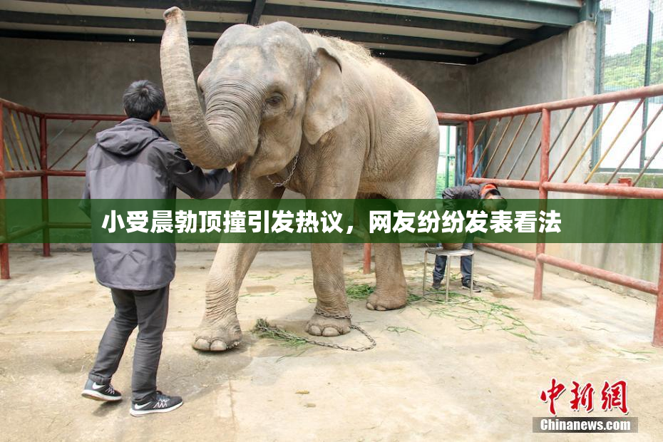 小受晨勃顶撞引发热议，网友纷纷发表看法