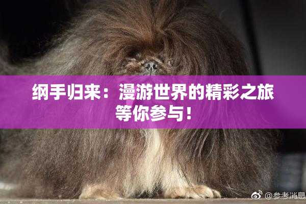 纲手归来：漫游世界的精彩之旅等你参与！