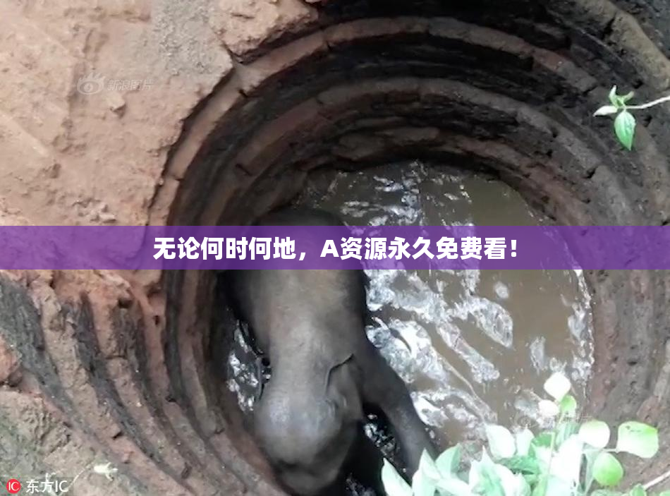 无论何时何地，A资源永久免费看！