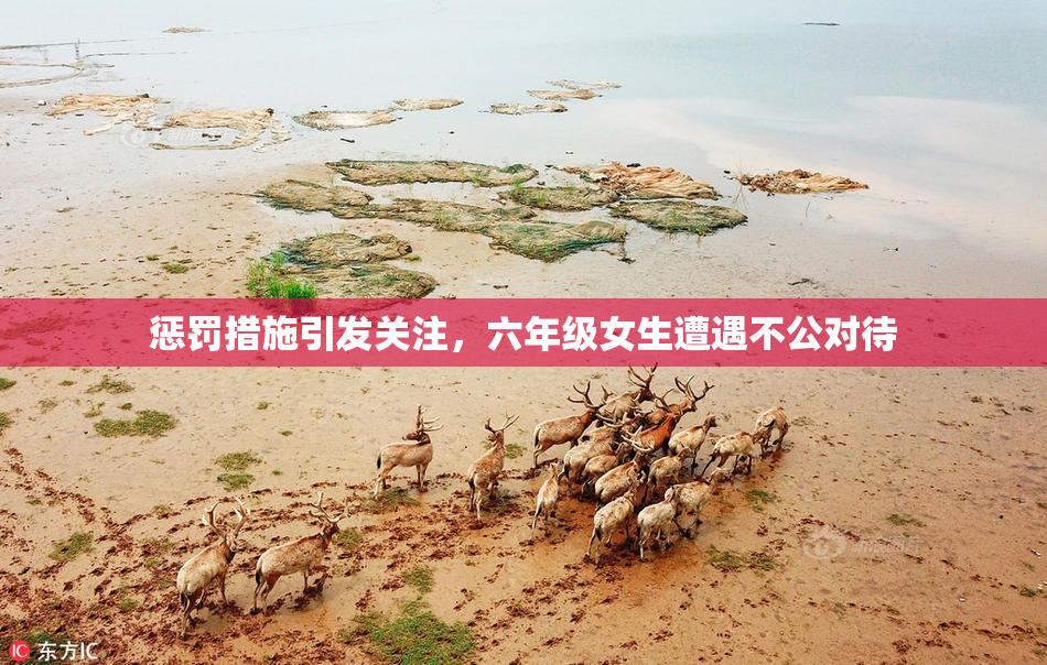 惩罚措施引发关注，六年级女生遭遇不公对待