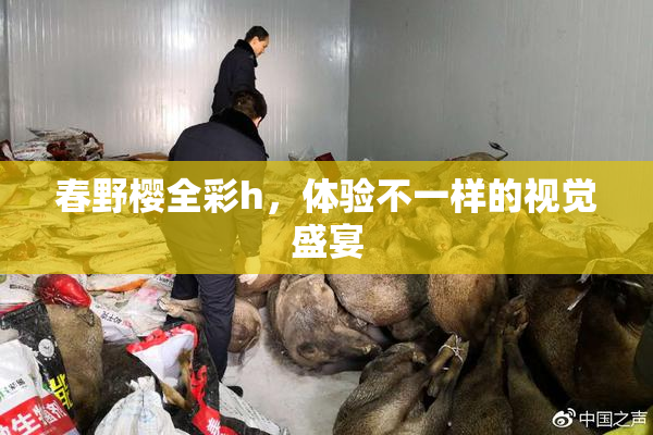 春野樱全彩h，体验不一样的视觉盛宴