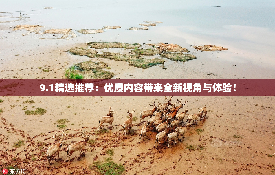 9.1精选推荐：优质内容带来全新视角与体验！