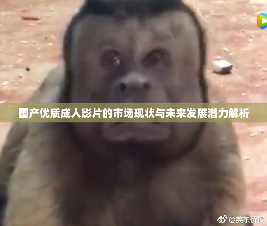 国产优质成人影片的市场现状与未来发展潜力解析