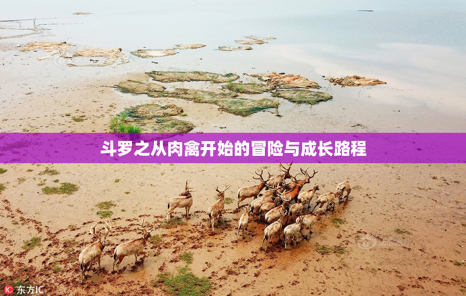 斗罗之从肉禽开始的冒险与成长路程
