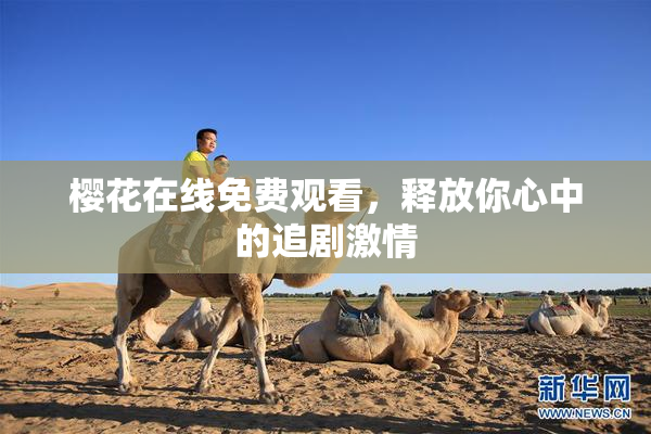 樱花在线免费观看，释放你心中的追剧激情
