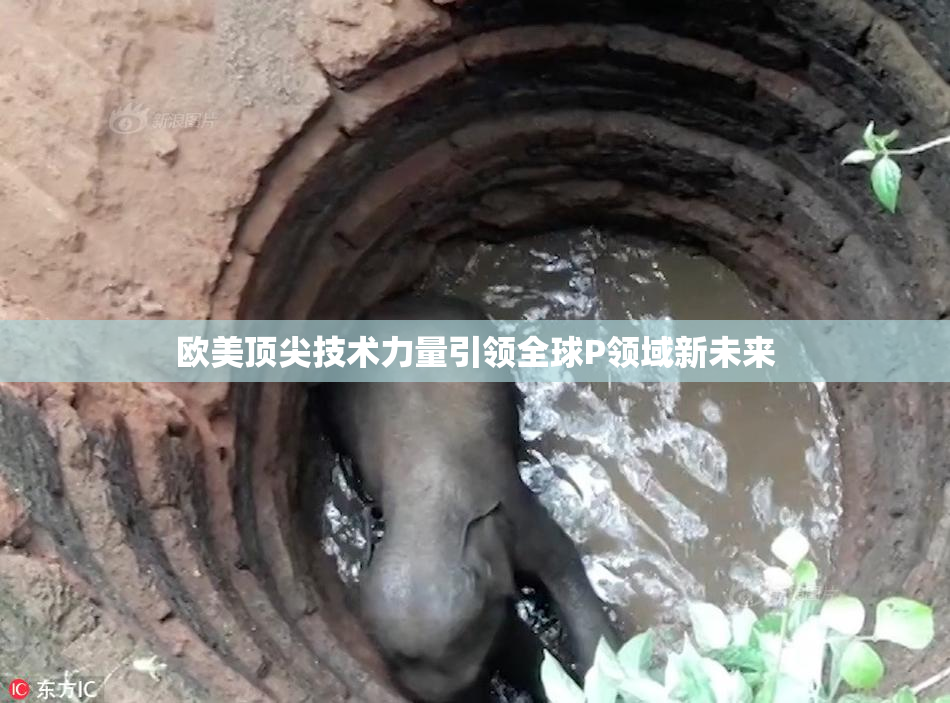 欧美顶尖技术力量引领全球P领域新未来