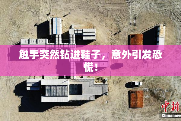 触手突然钻进鞋子，意外引发恐慌！
