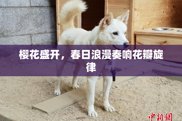 樱花盛开，春日浪漫奏响花瓣旋律