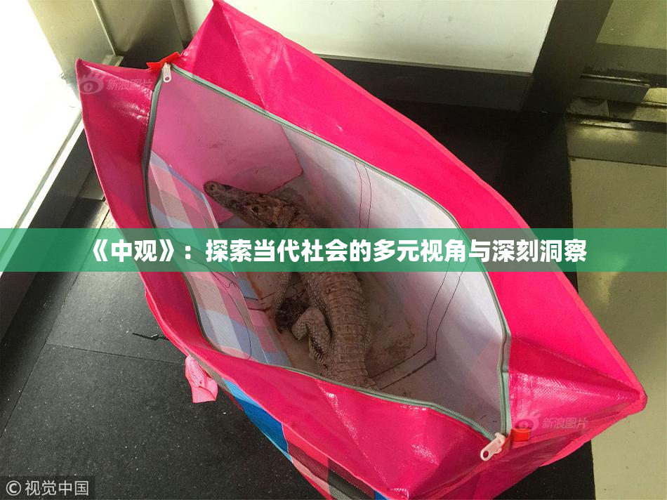 《中观》：探索当代社会的多元视角与深刻洞察