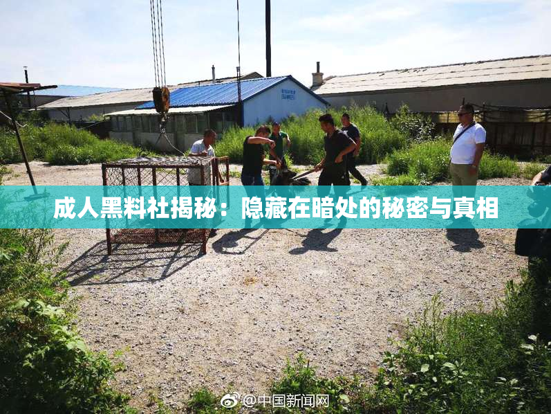 成人黑料社揭秘：隐藏在暗处的秘密与真相
