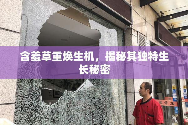 含羞草重焕生机，揭秘其独特生长秘密