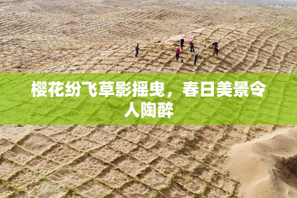 樱花纷飞草影摇曳，春日美景令人陶醉