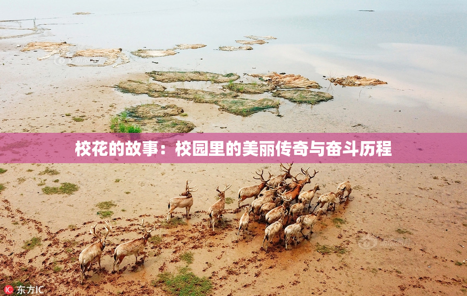 校花的故事：校园里的美丽传奇与奋斗历程