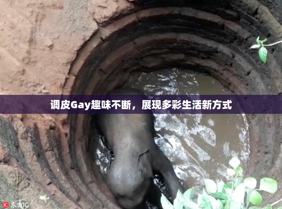 调皮Gay趣味不断，展现多彩生活新方式