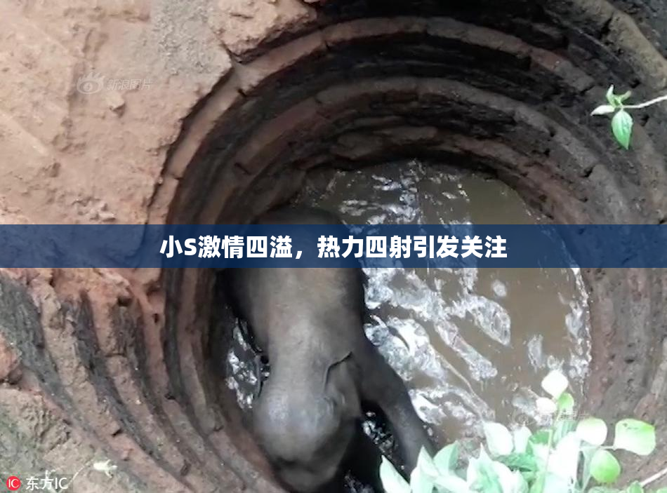 小S激情四溢，热力四射引发关注