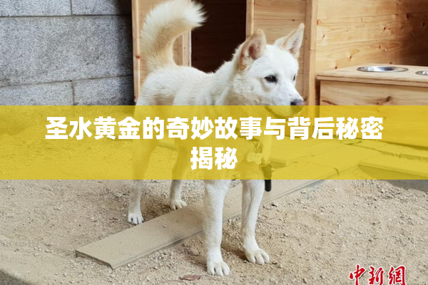 圣水黄金的奇妙故事与背后秘密揭秘