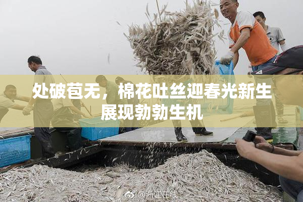处破苞无，棉花吐丝迎春光新生展现勃勃生机