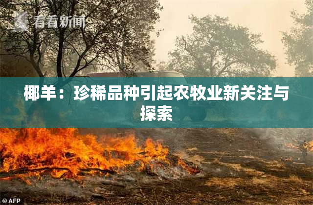 椰羊：珍稀品种引起农牧业新关注与探索
