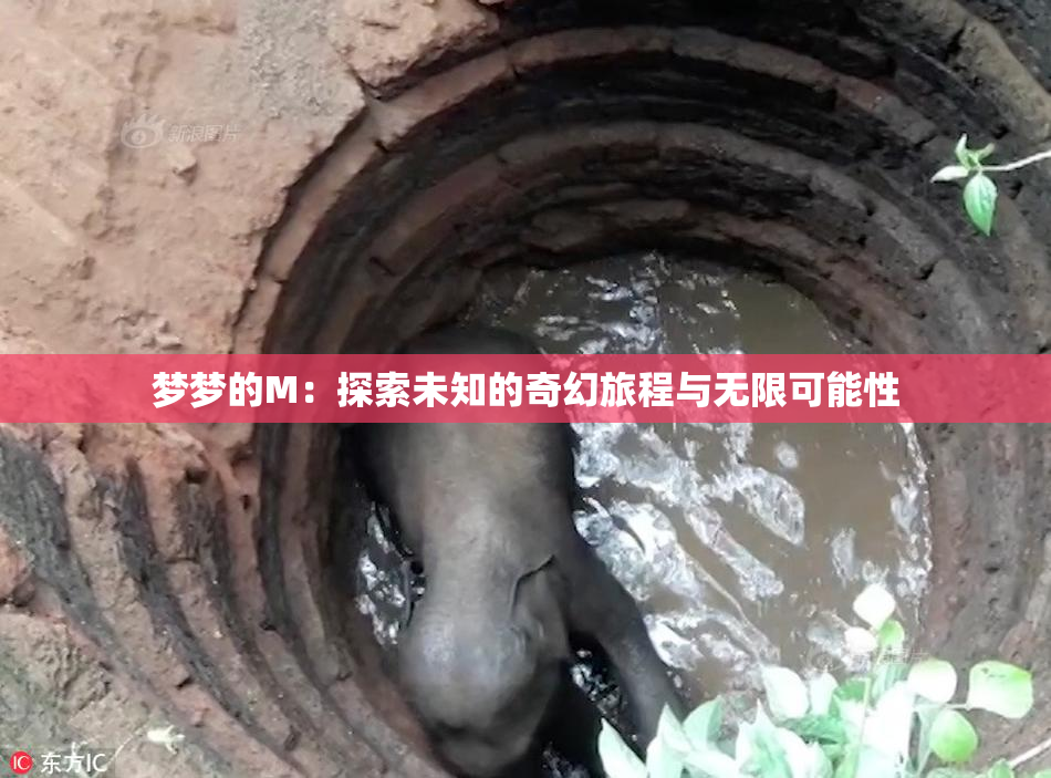 梦梦的M：探索未知的奇幻旅程与无限可能性