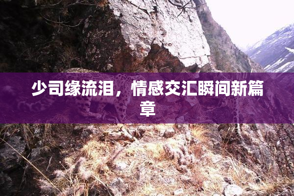 少司缘流泪，情感交汇瞬间新篇章