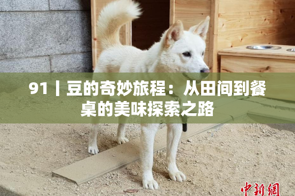 91丨豆的奇妙旅程：从田间到餐桌的美味探索之路